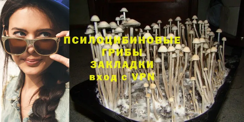 наркотики  Барыш  Псилоцибиновые грибы Psilocybine cubensis 